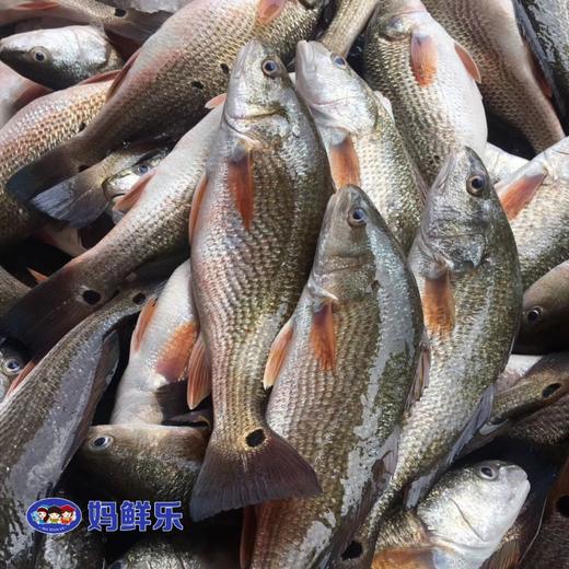 【紅古魚】生態海魚,肉多剌少,當天現捕現發,殺好急凍保鮮,每條約1-2