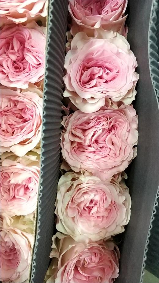 【昆明玫瑰】洛神，20支/扎  A级 商品图5