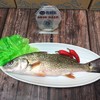 【红古鱼】生态海鱼，肉多剌少，当天现捕现发，杀好急冻保鲜，每条约1-2斤 商品缩略图0