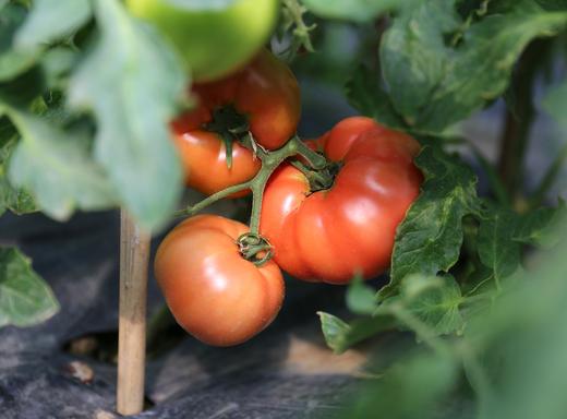 桐鲜生红翻天西红柿第六季，感恩回归，沙瓤爆汁，酸甜可口，生吃自然熟 商品图4