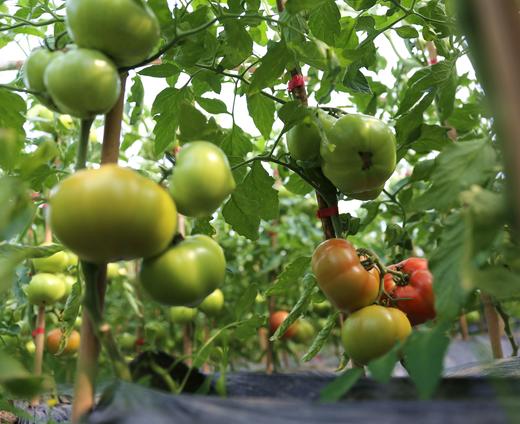 桐鲜生红翻天西红柿第六季，感恩回归，沙瓤爆汁，酸甜可口，生吃自然熟 商品图5