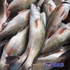 【红古鱼】生态海鱼，肉多剌少，当天现捕现发，杀好急冻保鲜，每条约1-2斤 商品缩略图2