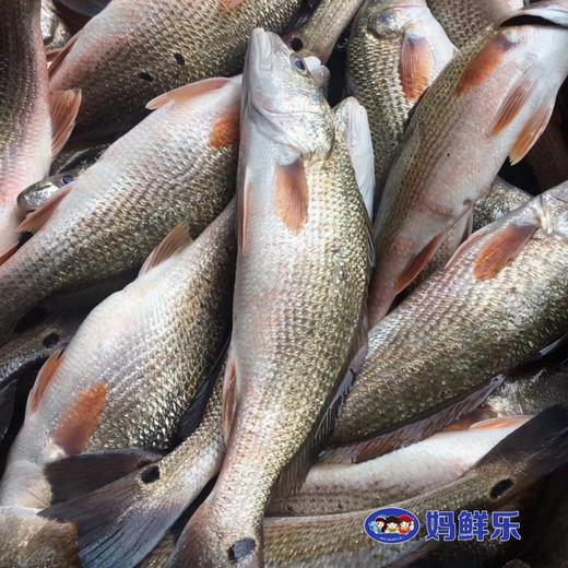 【红古鱼】生态海鱼，肉多剌少，当天现捕现发，杀好急冻保鲜，每条约1-2斤 商品图2