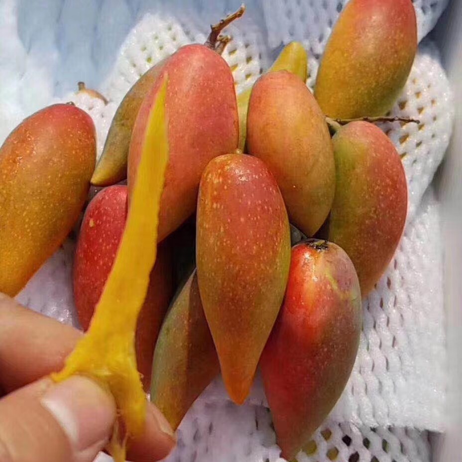 福返辣椒芒 一箱4斤