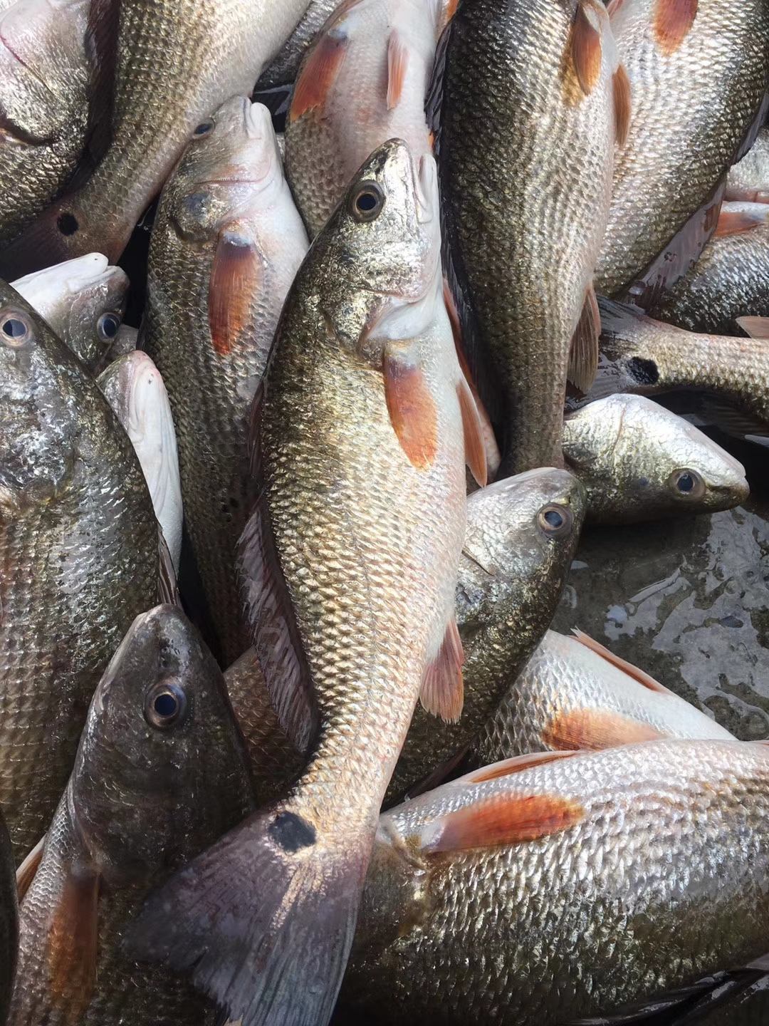 【紅古魚】生態海魚,肉多剌少,當天現捕現發,殺好急凍保鮮,每條約1-2