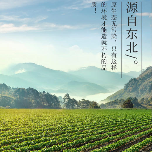 东北黑土地黄豆300gX5袋 商品图4