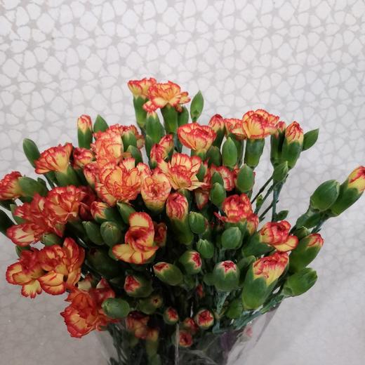 云南DT多头康乃馨-槡巴-18-20枝 商品图1