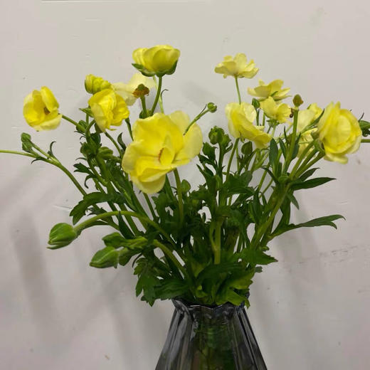 配花-蝴蝶洋牡丹-黄色-5支 商品图5