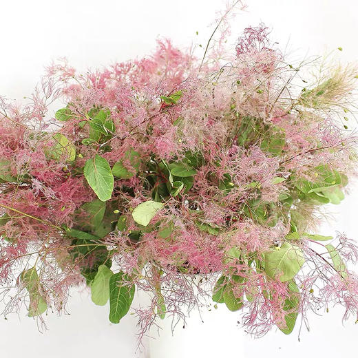 配花-雾中情人 商品图2