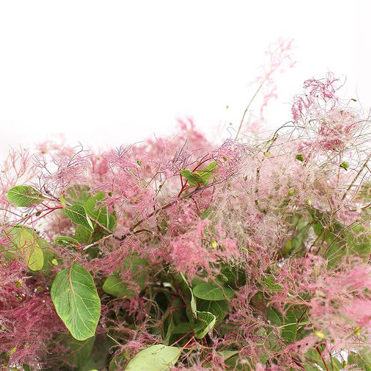 配花-雾中情人 商品图3