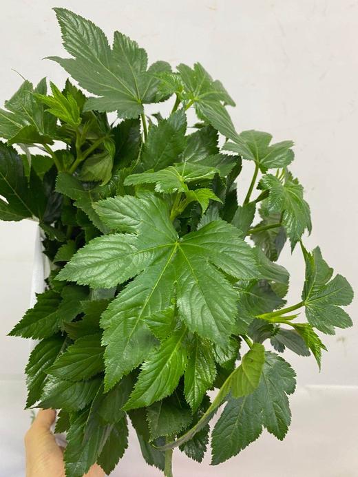 配叶-日本枫叶 商品图0