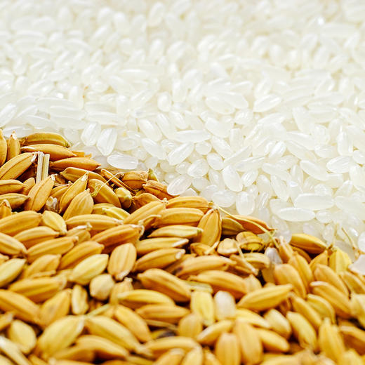 天野园稻花香大米（2袋减8元） 商品图4