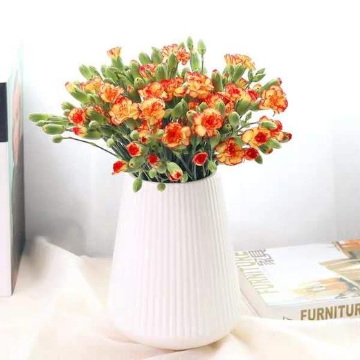 云南DT多头康乃馨-槡巴-18-20枝 商品图0