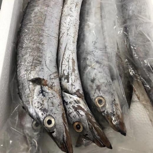 舟山雷达网带鱼顺丰快递运费包邮 商品图7