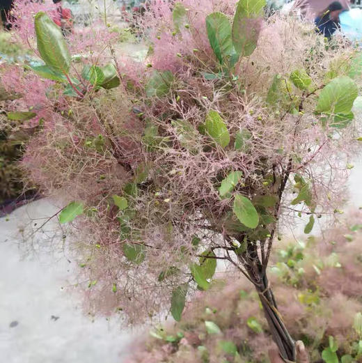 配花-雾中情人 商品图5