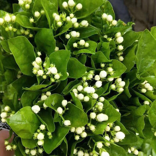 配花-茉莉花-白色 商品图6