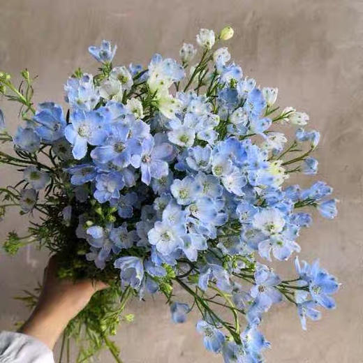 配花-本地小飞燕-浅蓝 商品图2