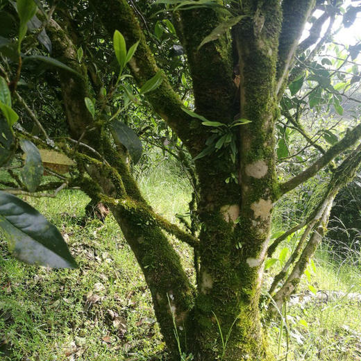 老枞水仙 1500元/斤 商品图2