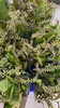 配花-鼠刺-10支/扎 商品缩略图1