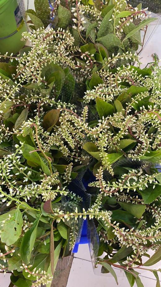 配花-鼠刺-10支/扎 商品图1