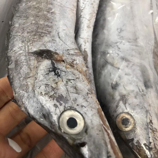 舟山雷达网带鱼顺丰快递运费包邮 商品图6