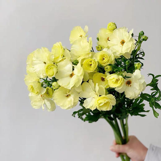 配花-蝴蝶洋牡丹-黄色-5支 商品图2