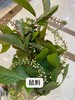 配花-鼠刺-10支/扎 商品缩略图2
