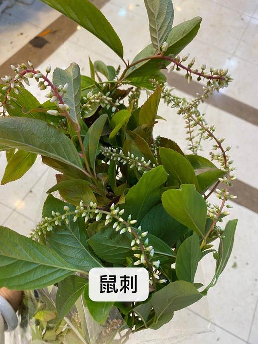 配花-鼠刺-10支/扎 商品图2