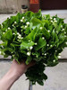 配花-茉莉花-白色 商品缩略图4