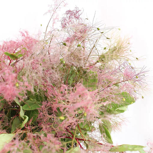 配花-雾中情人 商品图0