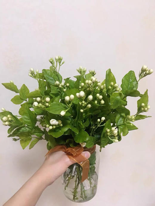 配花-茉莉花-白色 商品图3