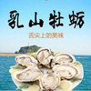 【社区团购】正宗乳山牡蛎25元/5斤 商品缩略图0