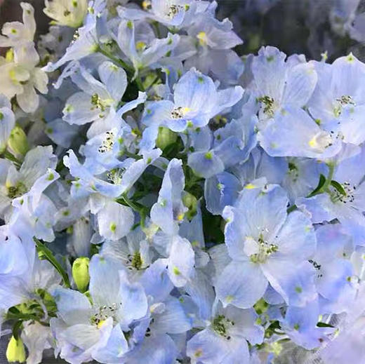 配花-本地小飞燕-浅蓝 商品图1