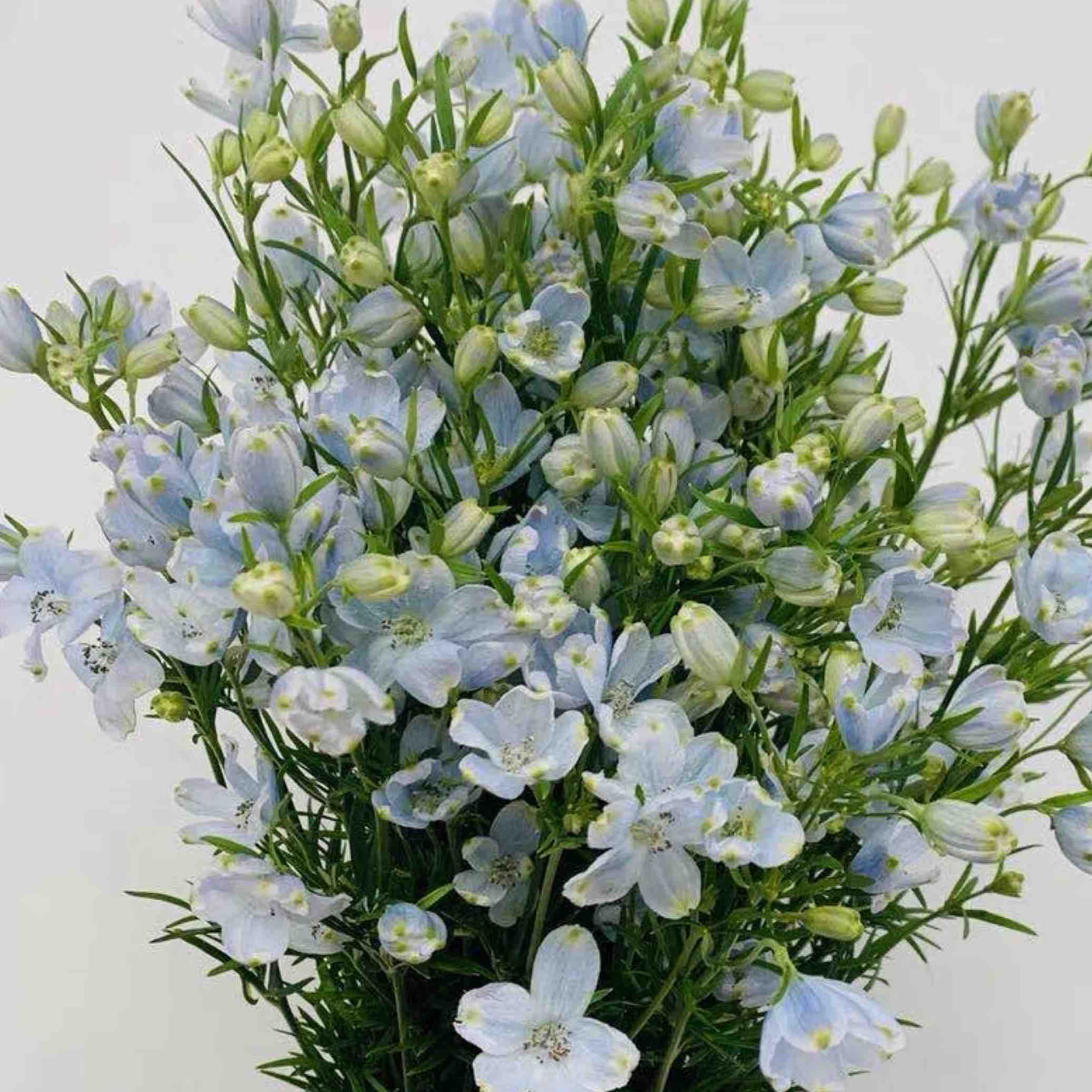 配花-本地小飞燕-浅蓝