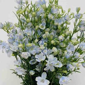 配花-本地小飞燕-浅蓝