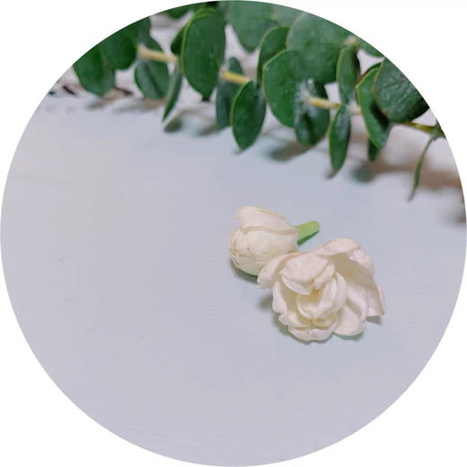 配花-茉莉花-白色 商品图5