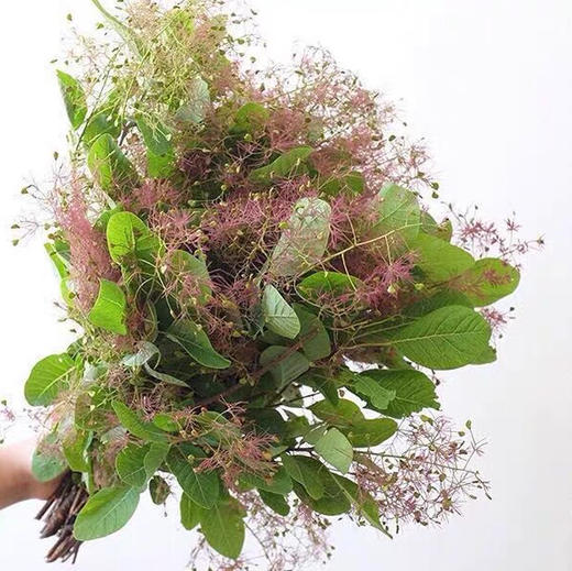 配花-雾中情人 商品图4