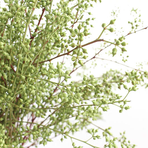 配叶-小米果 商品图2