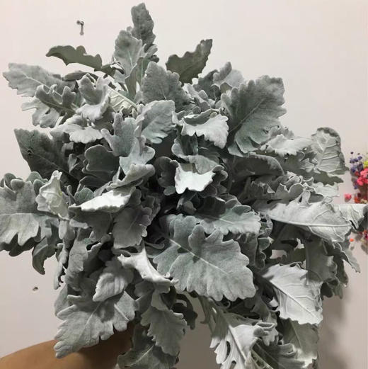 配花-银叶菊多枝 商品图3