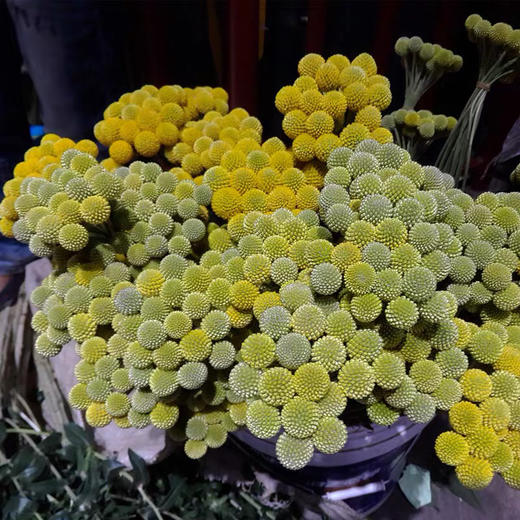 配花-黄金球-20枝/扎 商品图1