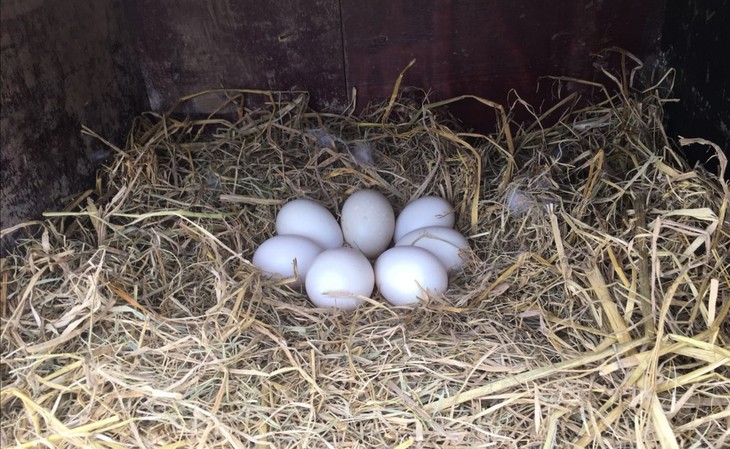 为鄂拼单美洲雁蛋畅销东南亚富含卵磷脂和微量元素30枚盒不支持退款