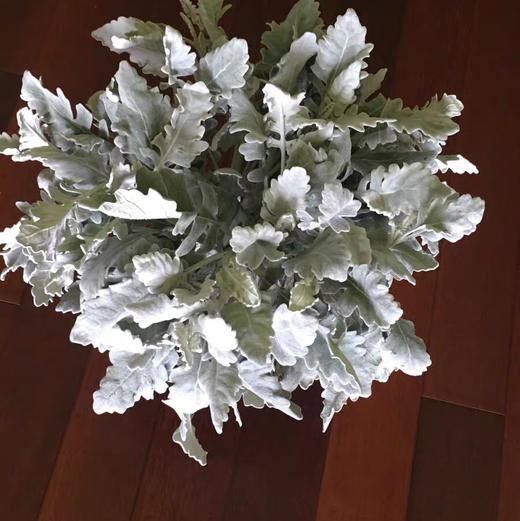 配花-银叶菊多枝 商品图2