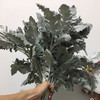 配花-银叶菊多枝 商品缩略图5