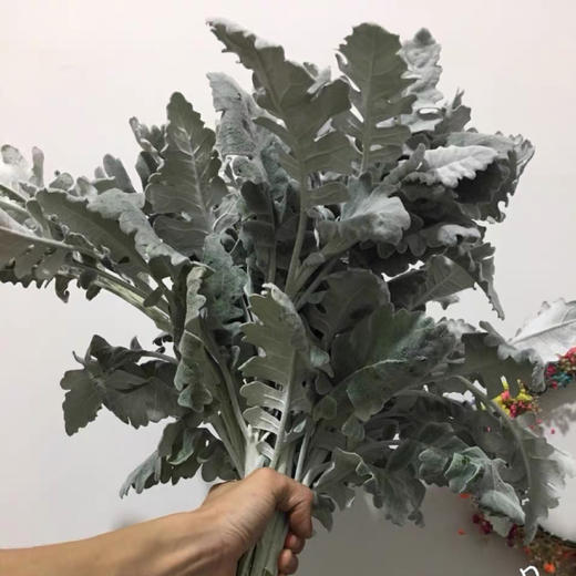 配花-银叶菊多枝 商品图5