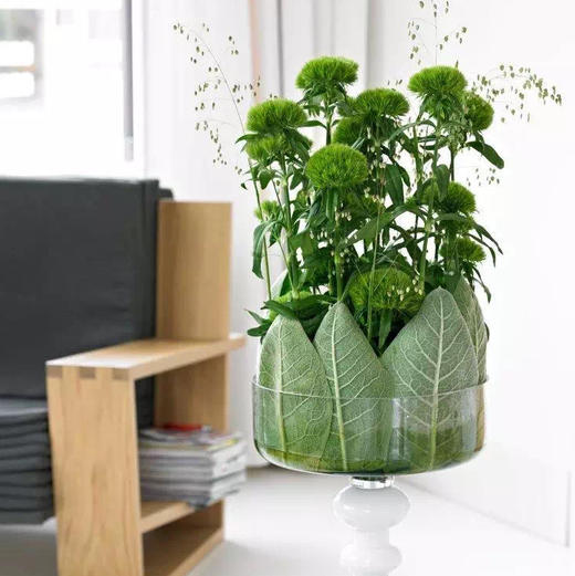 配花-本地绿石竹-10枝/扎 商品图5