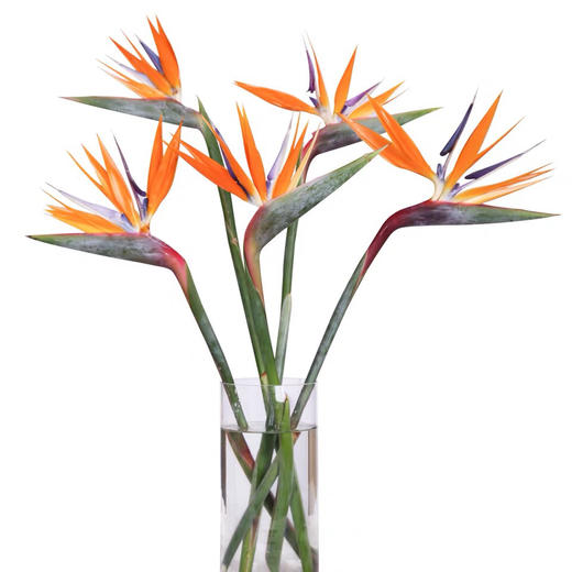 配花-天堂鸟-10枝/扎 商品图1