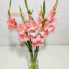 配花.剑兰粉色-10枝/扎 商品缩略图4