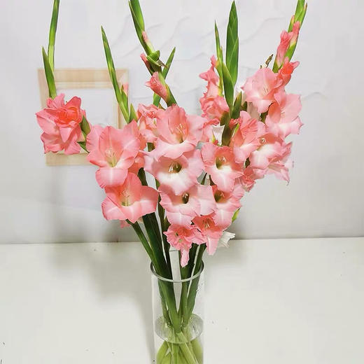 配花.剑兰粉色-10枝/扎 商品图4