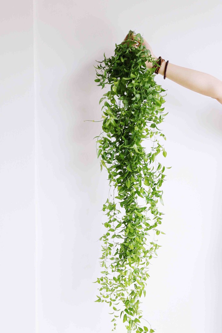 本周特惠园区直销【幸运星】12元/把