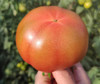 海阳水果西红柿 自然熟 适合生吃，排单发货中，不接急单 商品缩略图1